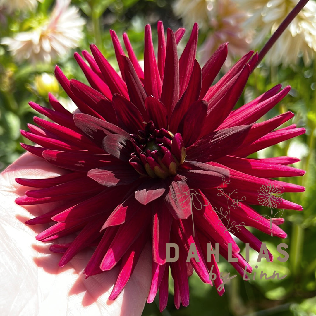 Dahlia Chat Noir