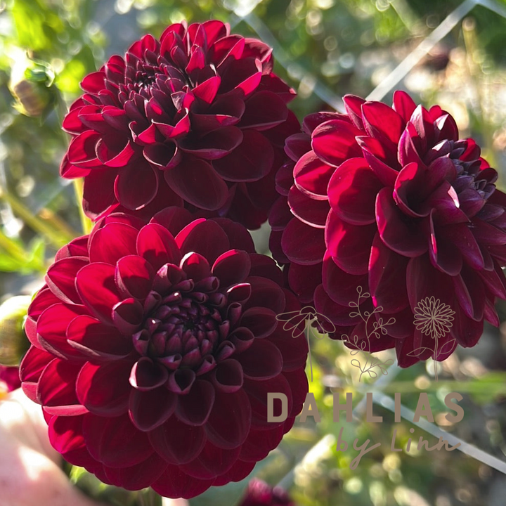Dahlia Gipsy Night