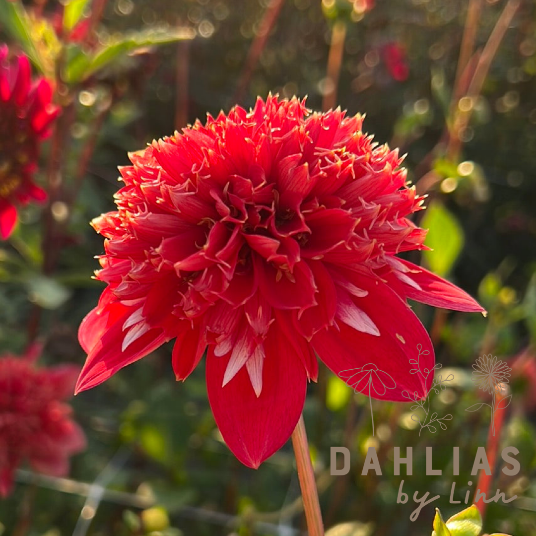 Dahlia Speech