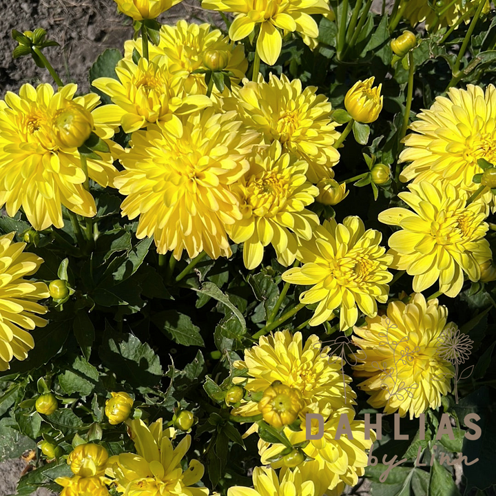 Dahlia Melody Latin