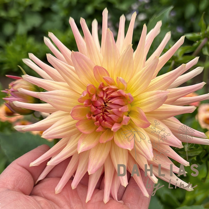 Dahlia Henriette