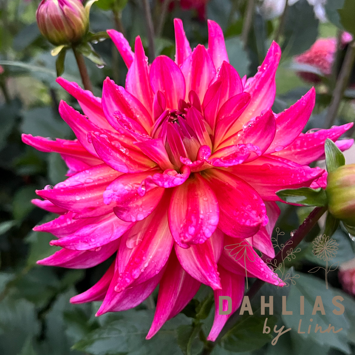 Dahlia Pinkie Swear Utgår!