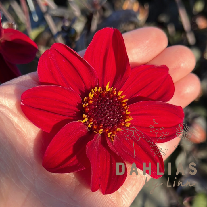 Dahlia HS Romeo ®