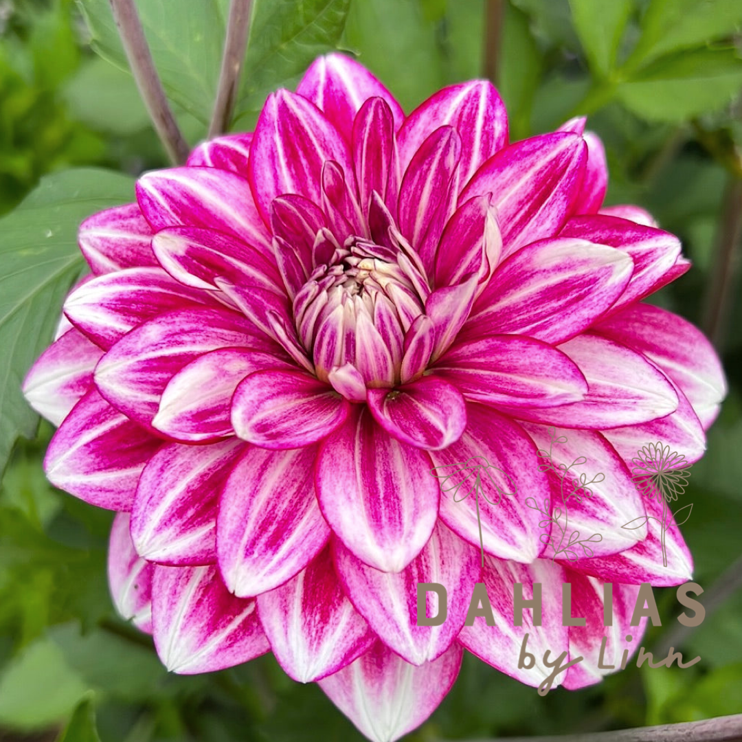Dahlia Hemisphere