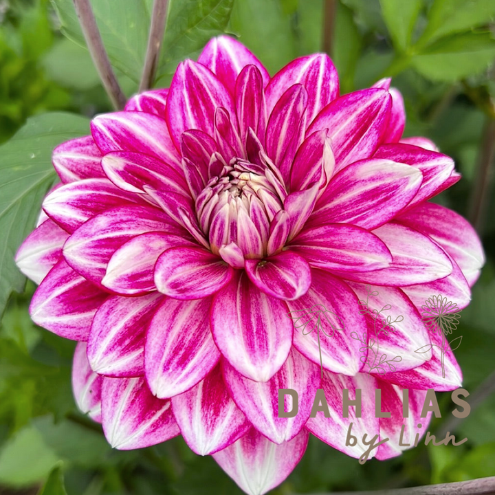 Dahlia Hemisphere