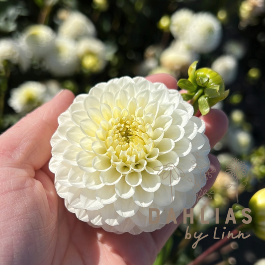 Dahlia Kona