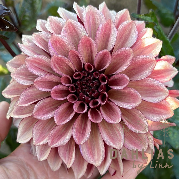 Dahlia Night Silence