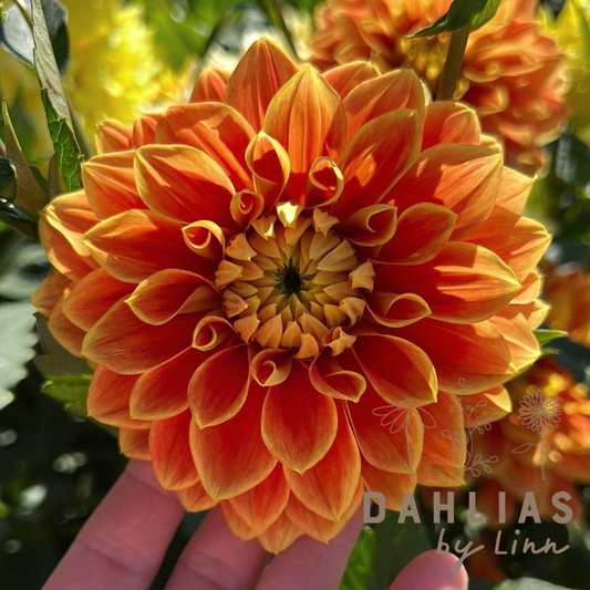 Dahlia Myrthe