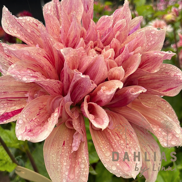 Dahlia Maki
