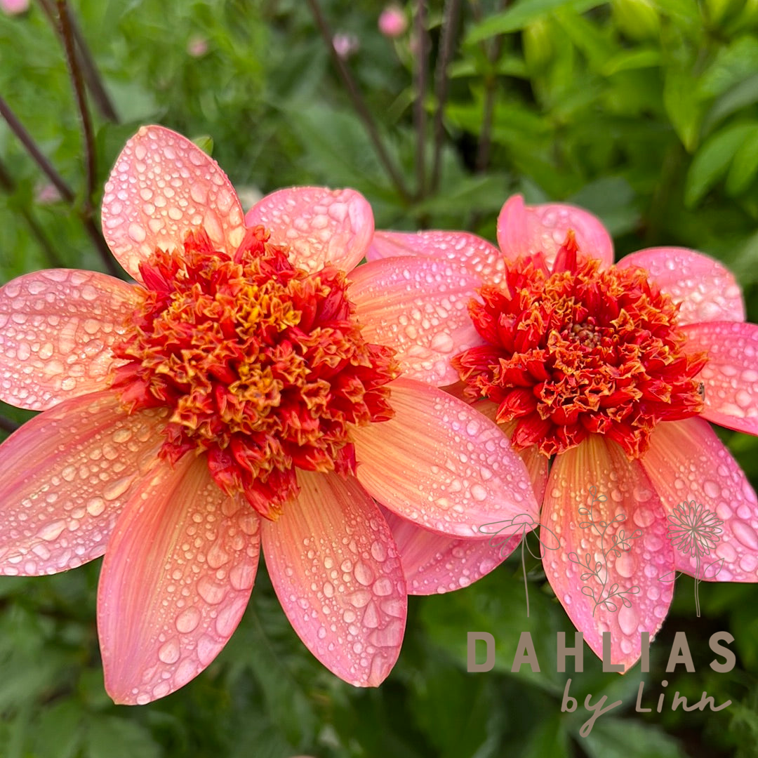 Dahlia Totally Tangerine