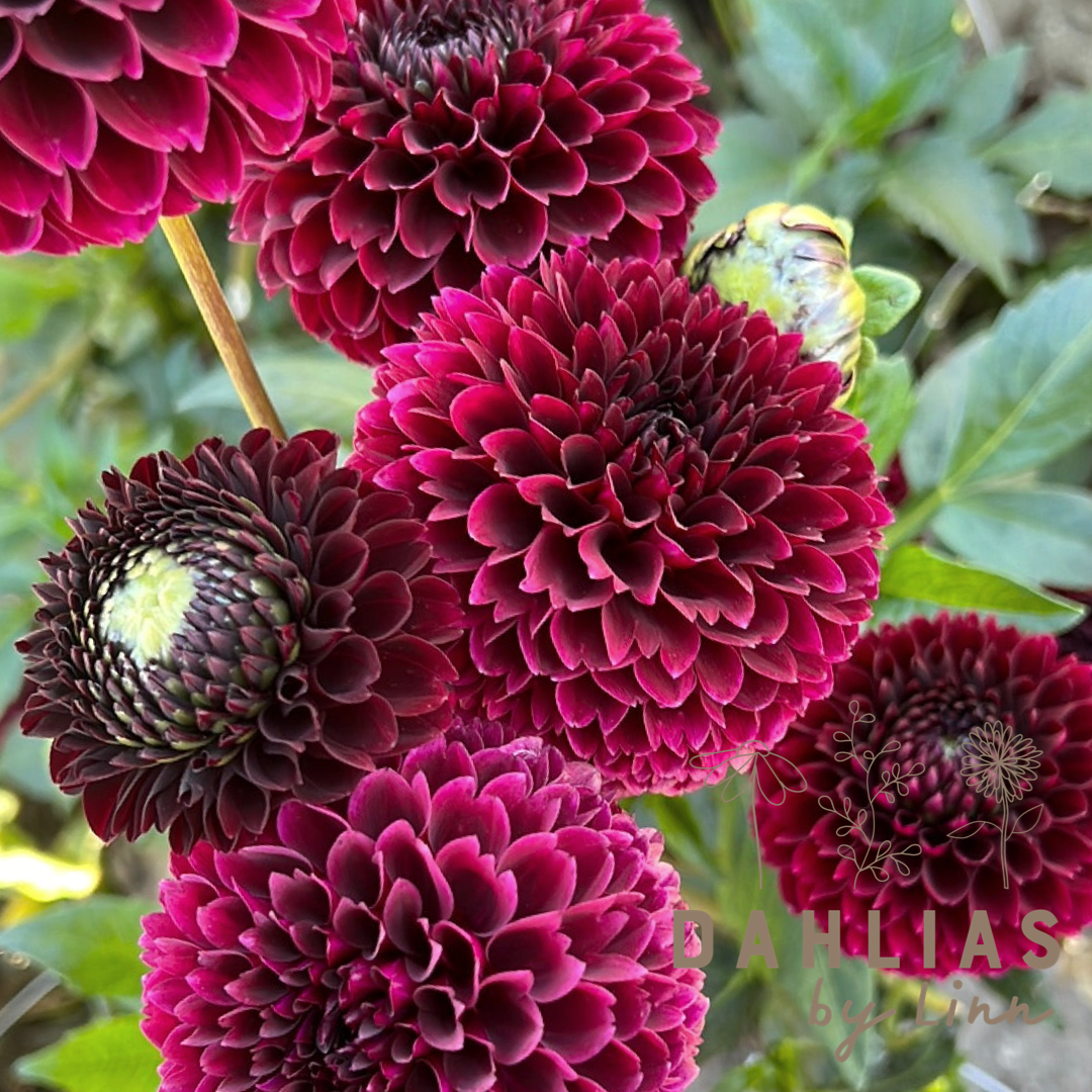 Dahlia Jowey Mirella UTGÅR!