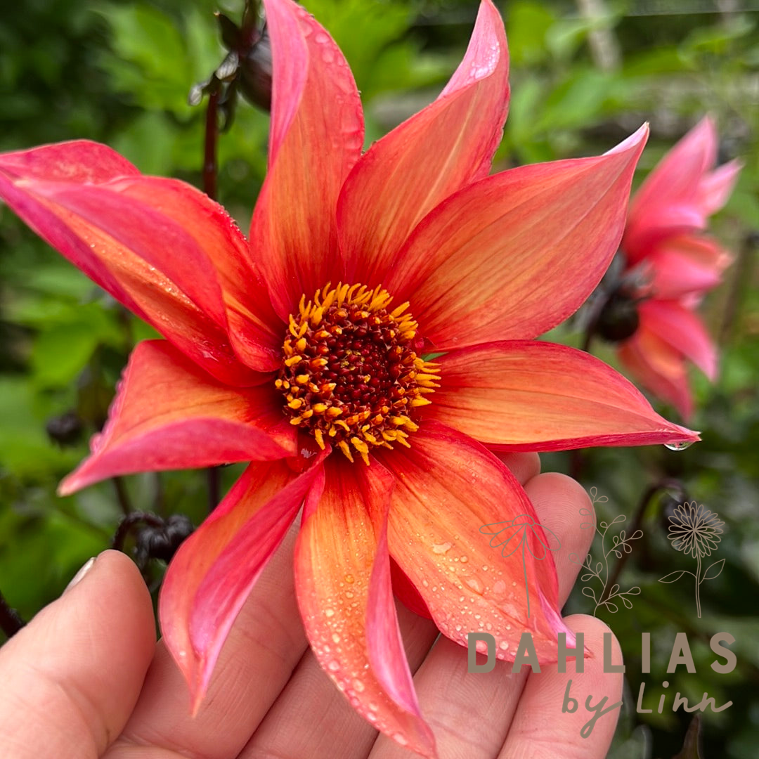 Dahlia Waltzing Mathilda