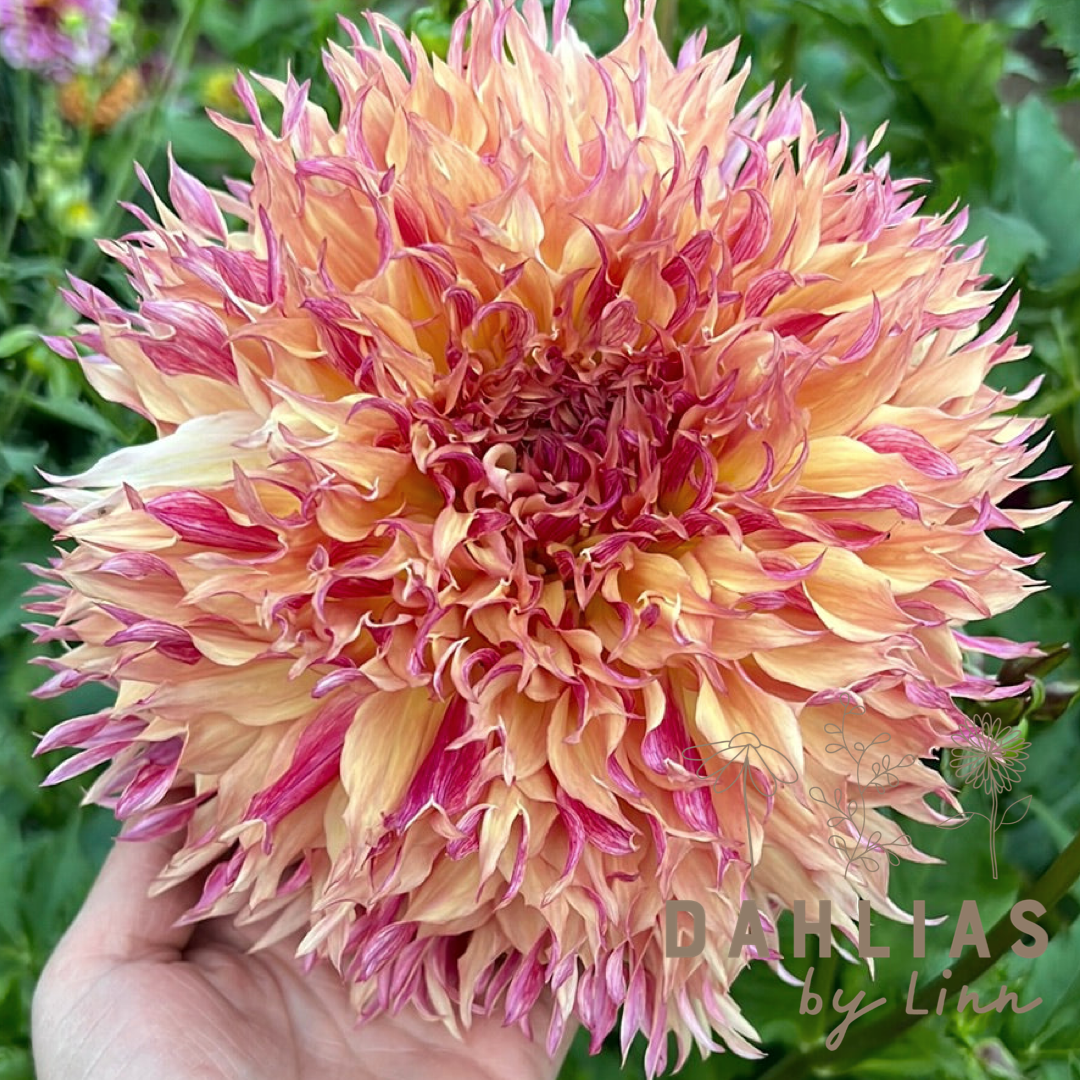 Dahlia Myrtle´s Folly