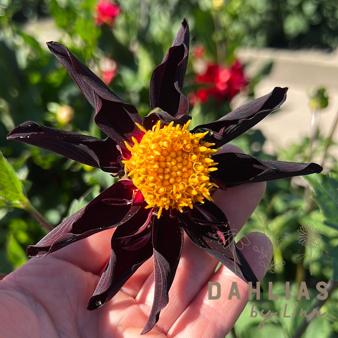 Dahlia Honka Dark (Veronnes obsidian)