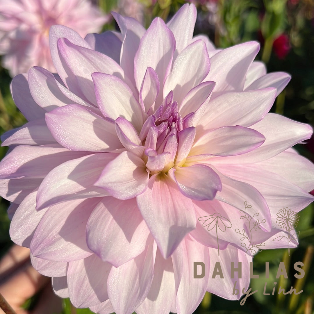Dahlia Mikayla Miranda UTGÅR!