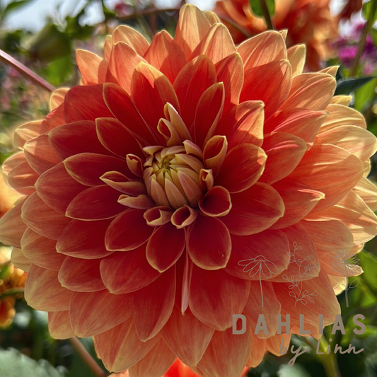Dahlia Myrthe Utgår!
