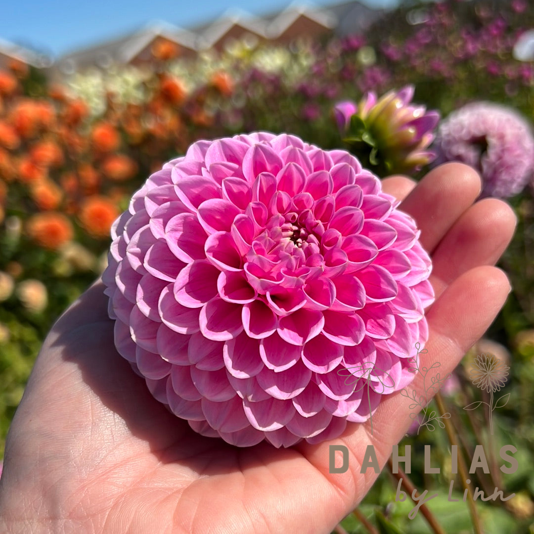 Dahlia Sweet Fabienne