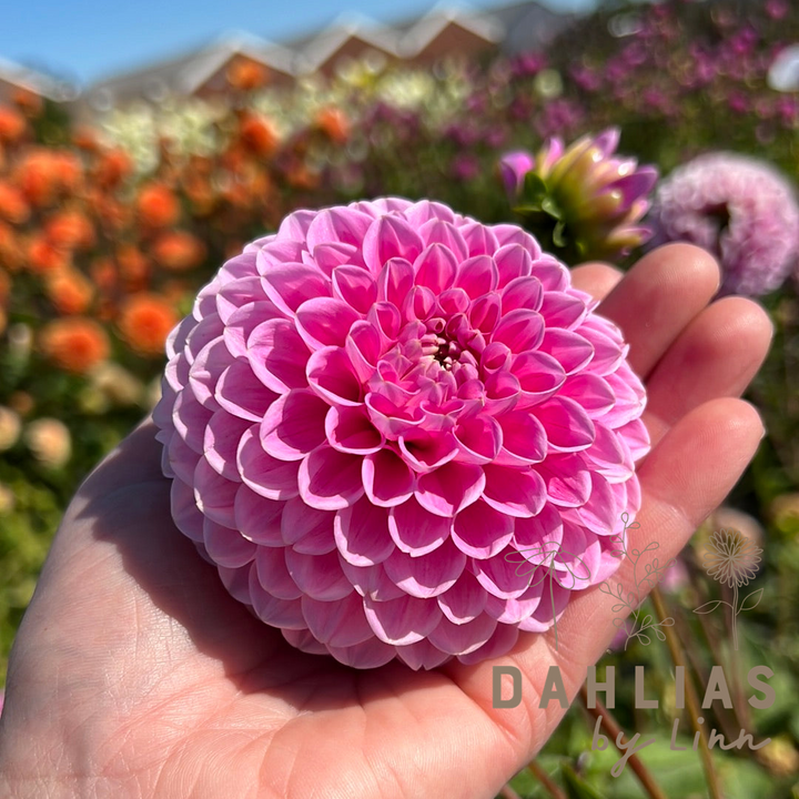 Dahlia Sweet Fabienne