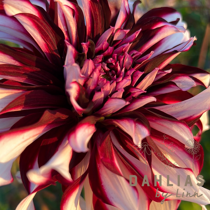 Dahlia Tartan