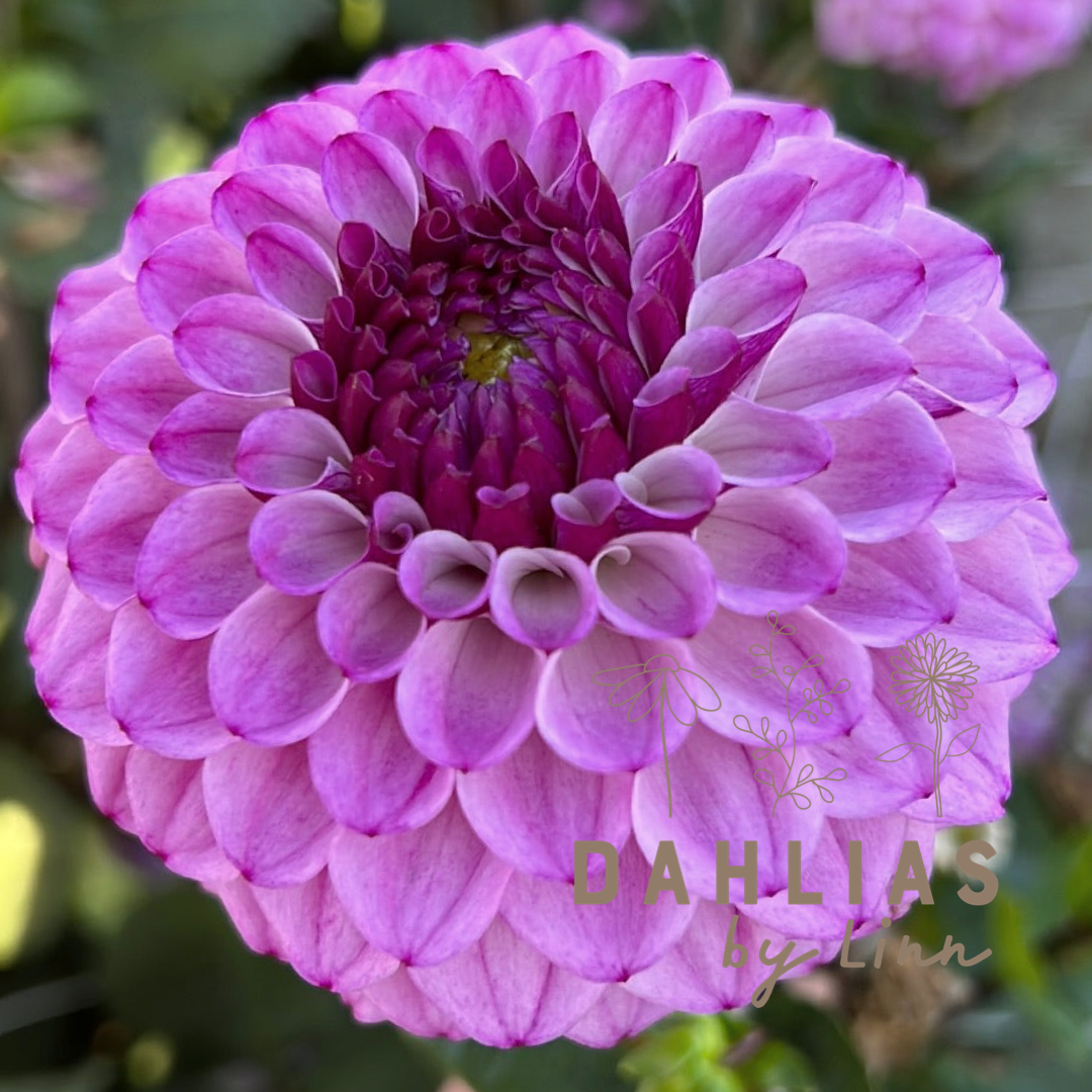 Dahlia Columbus