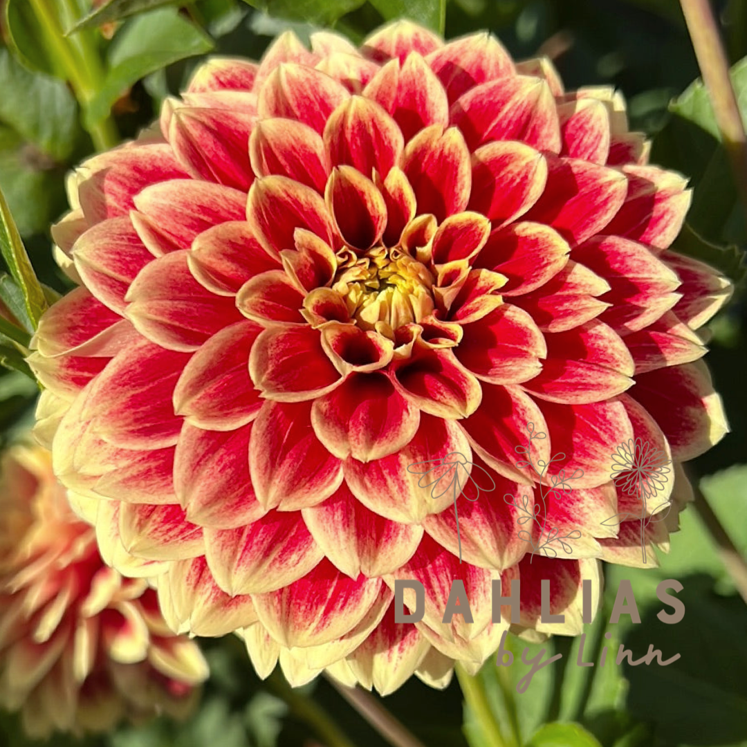 Dahlia Jowey Hubert UTGÅR!