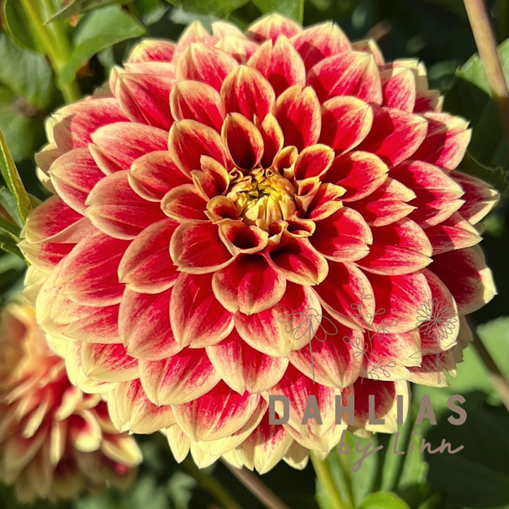 Dahlia Jowey Hubert UTGÅR!