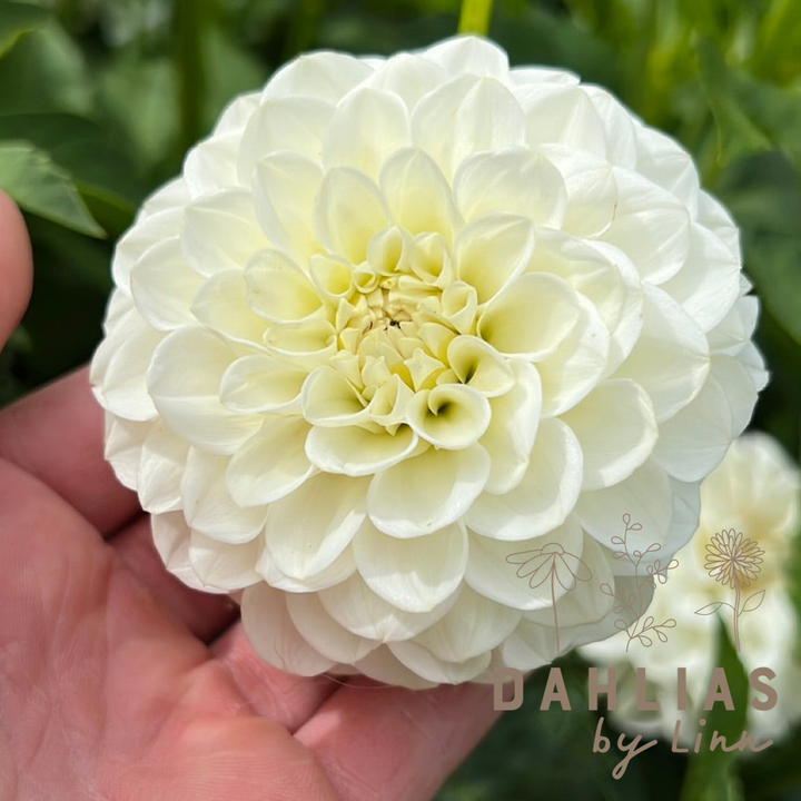 Dahlia White Aster