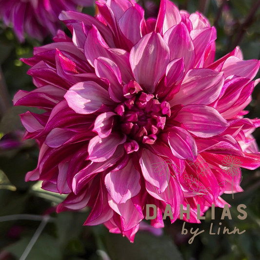 Dahlia Blueberry Classic