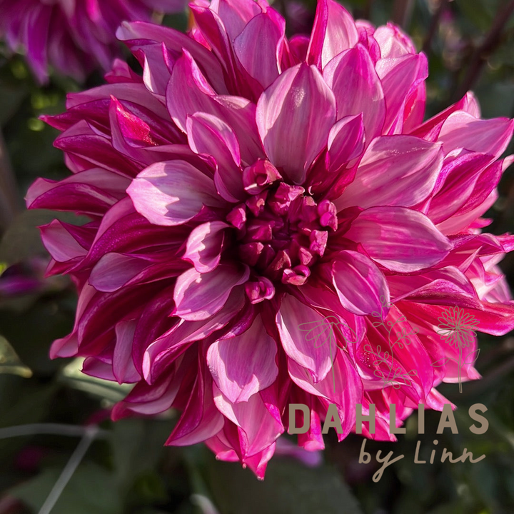 Dahlia Cranberry Classic Utgår