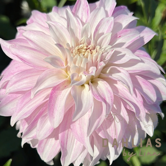 Dahlia Pink Petticoat