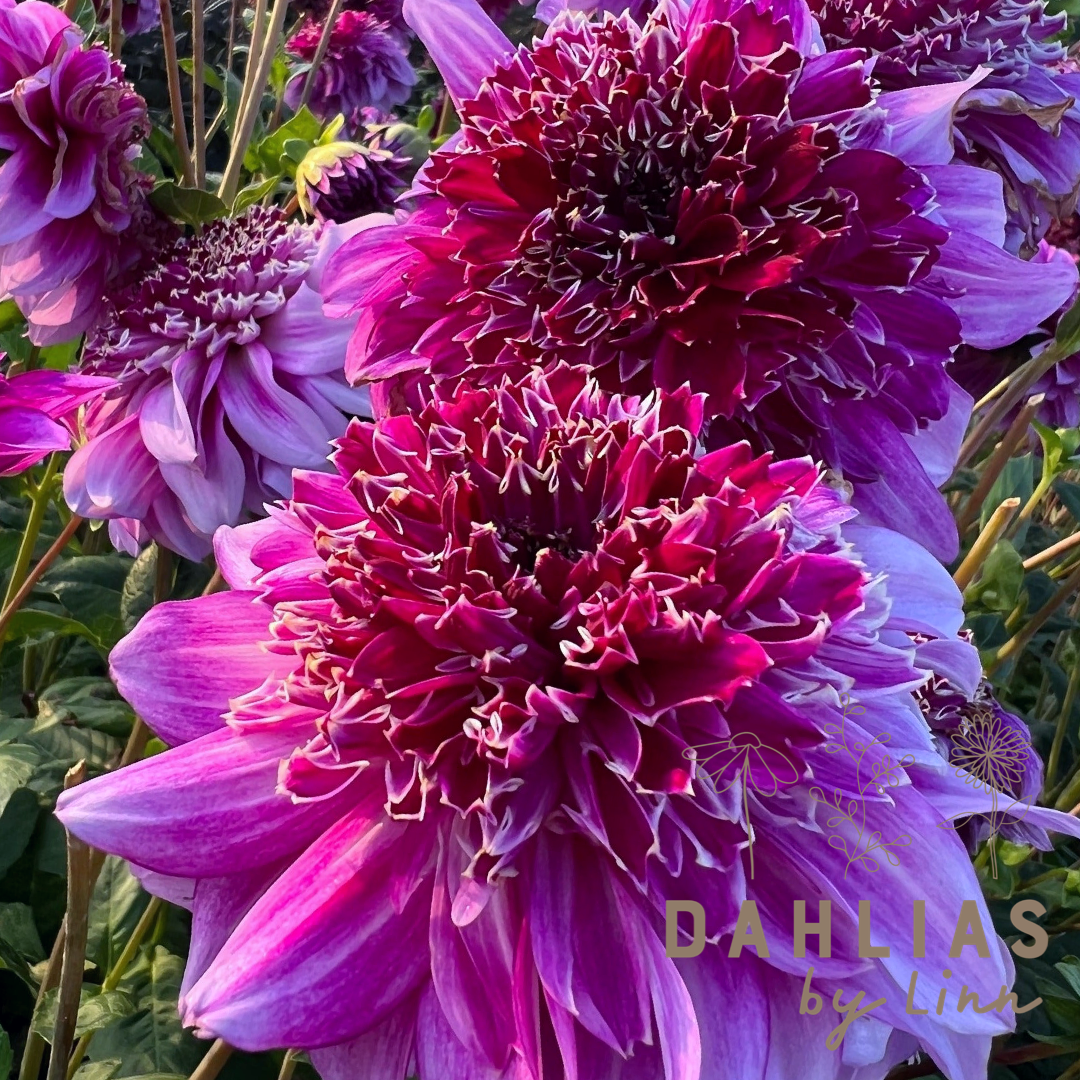 Dahlia Richard's Fortune Nyhet!