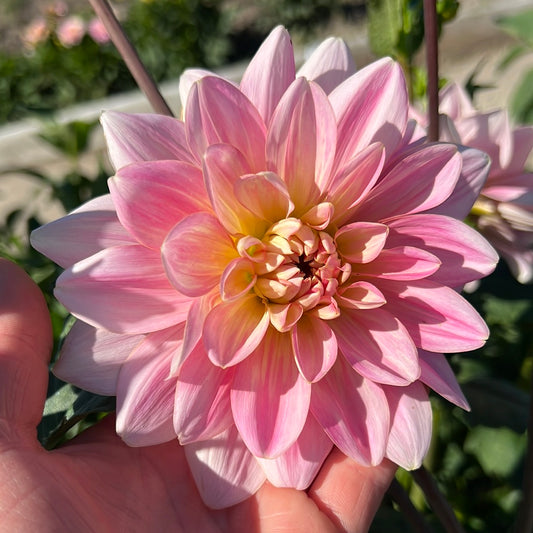 Dahlia Sheer Heaven