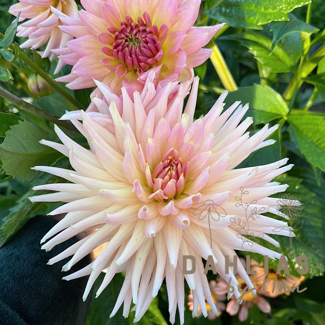 Dahlia Henriette