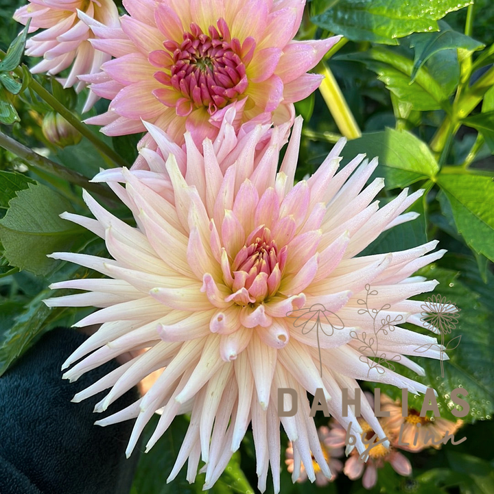 Dahlia Henriette