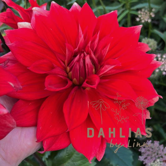 Dahlia Babylon Red