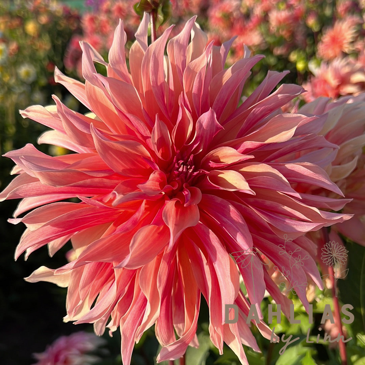 Dahlia Labyrinth