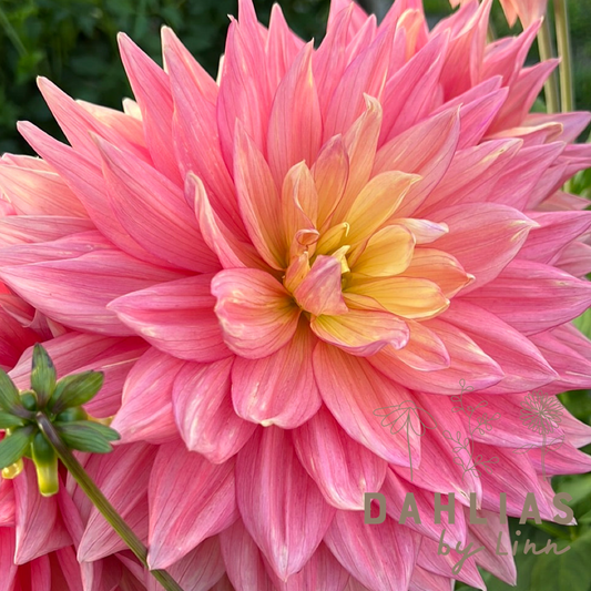 Dahlia Wandas Aurora