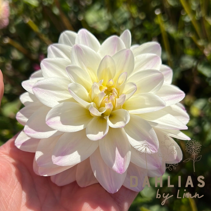Dahlia White Pearl (wittem)