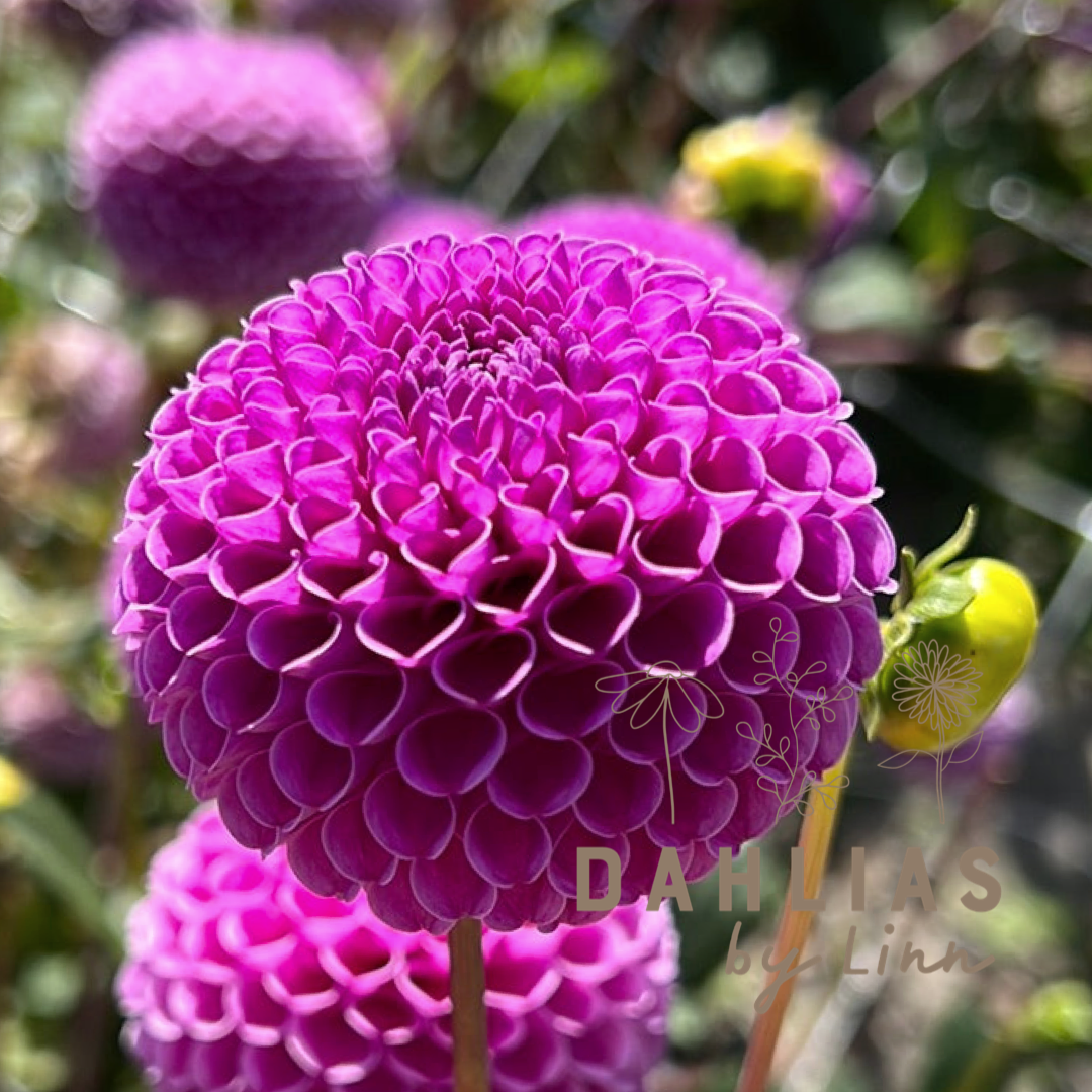 Dahlia Franz Kafka – Dahlias By Linn