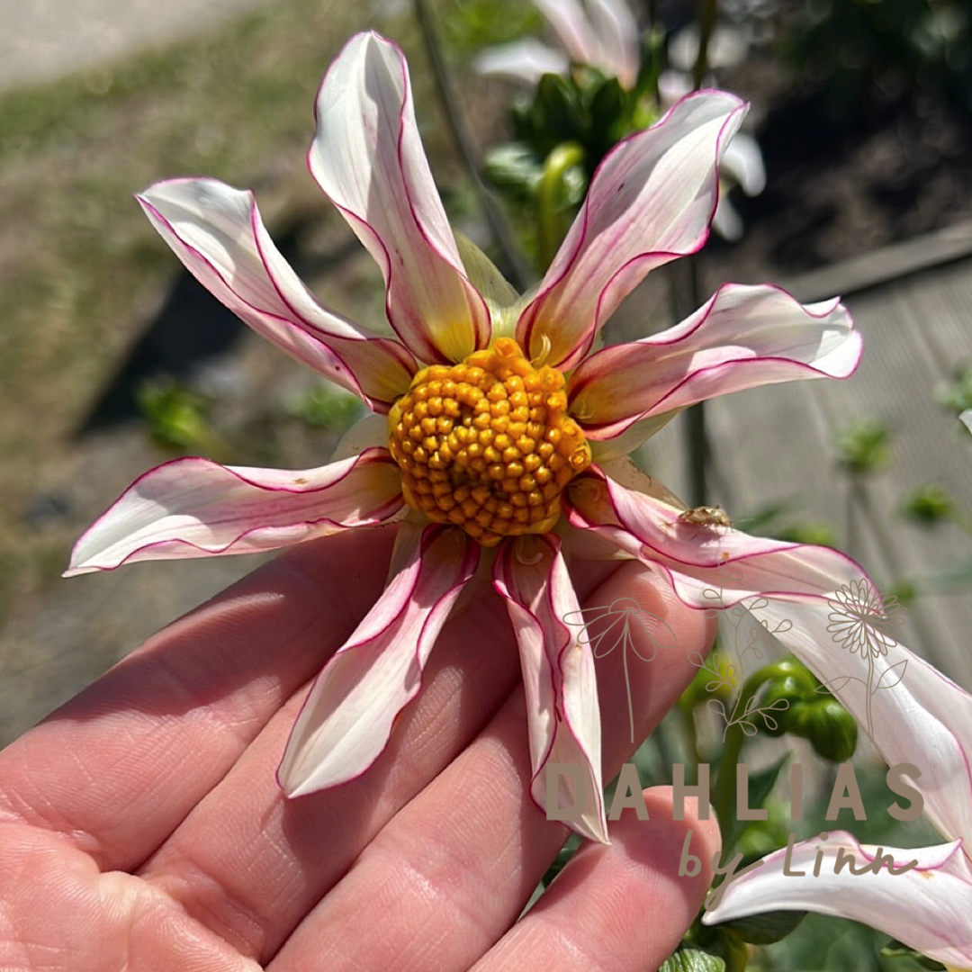 Dahlia Honka Fragile
