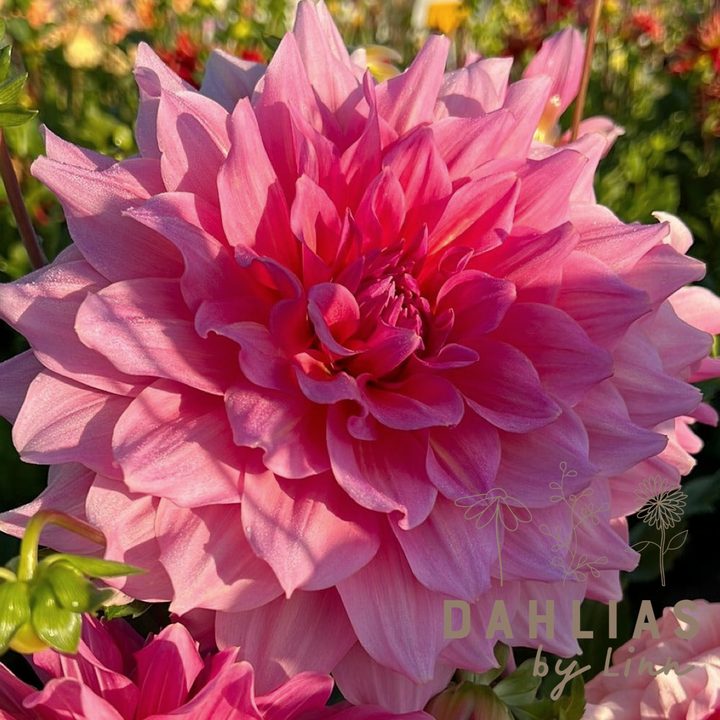 Dahlia Otto&