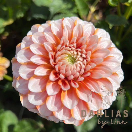 Dahlia Tangerine Dream