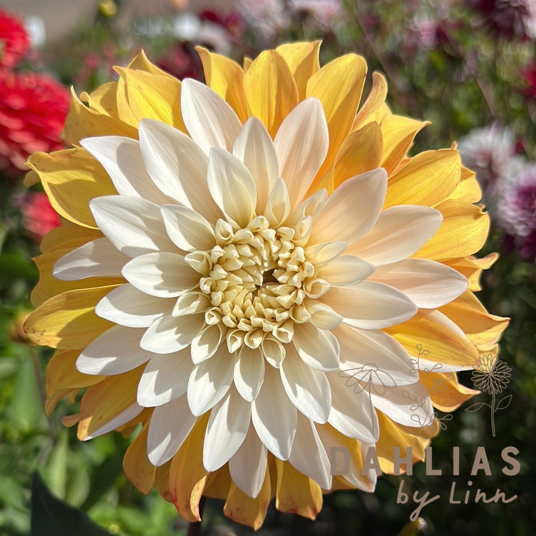 Dahlia Mr. Bojangles