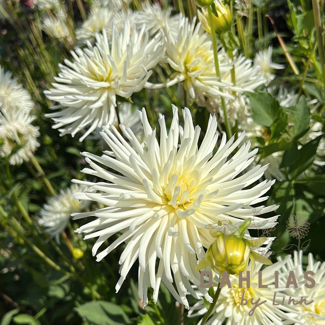 Dahlia Playa Blanca