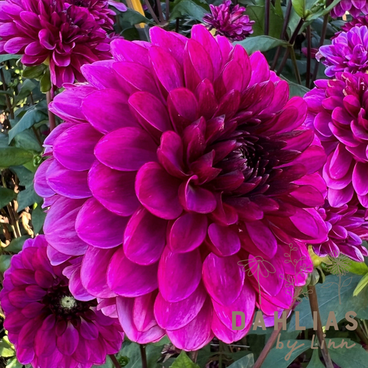 Dahlia Lilac Bull