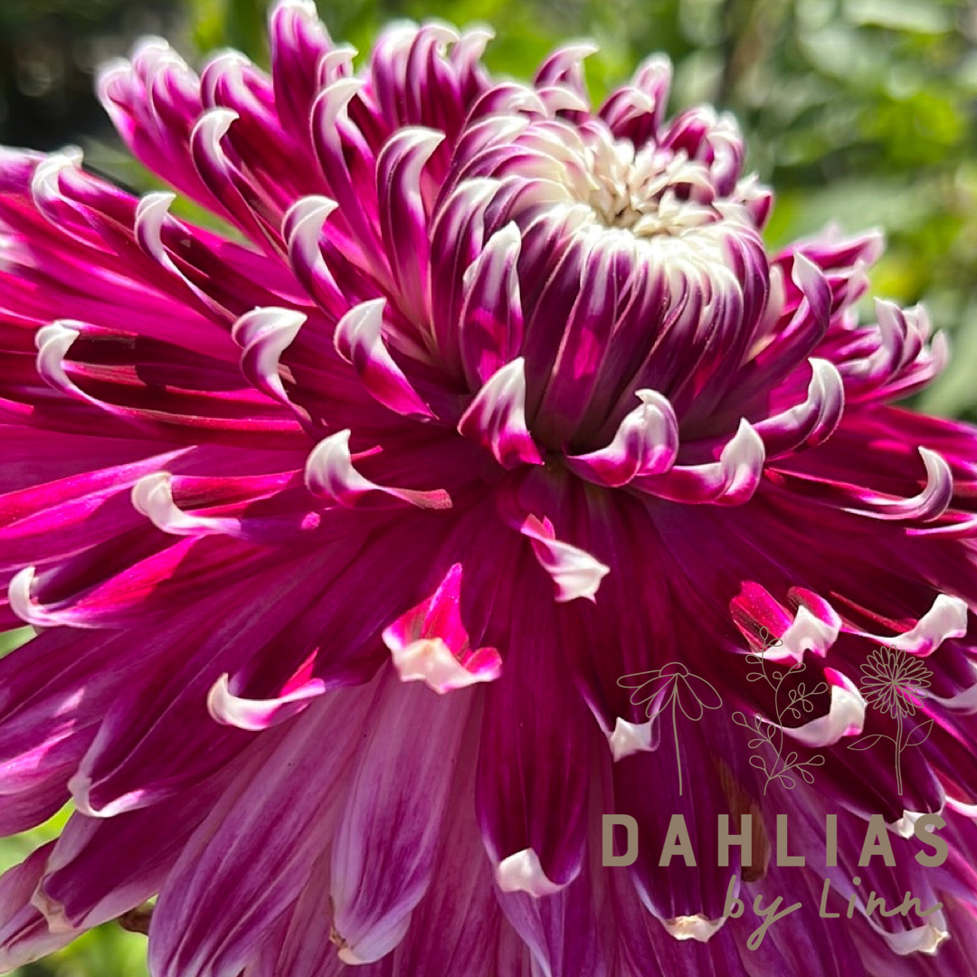 Dahlia Vancouver