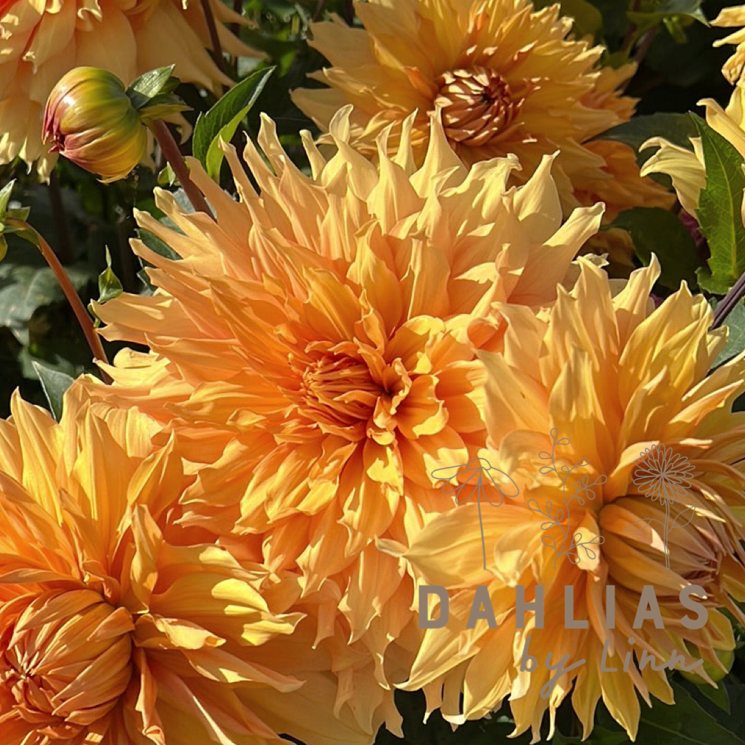 Dahlior Page 8 Dahlias By Linn dahlior-page-8-dahlias-by-linn