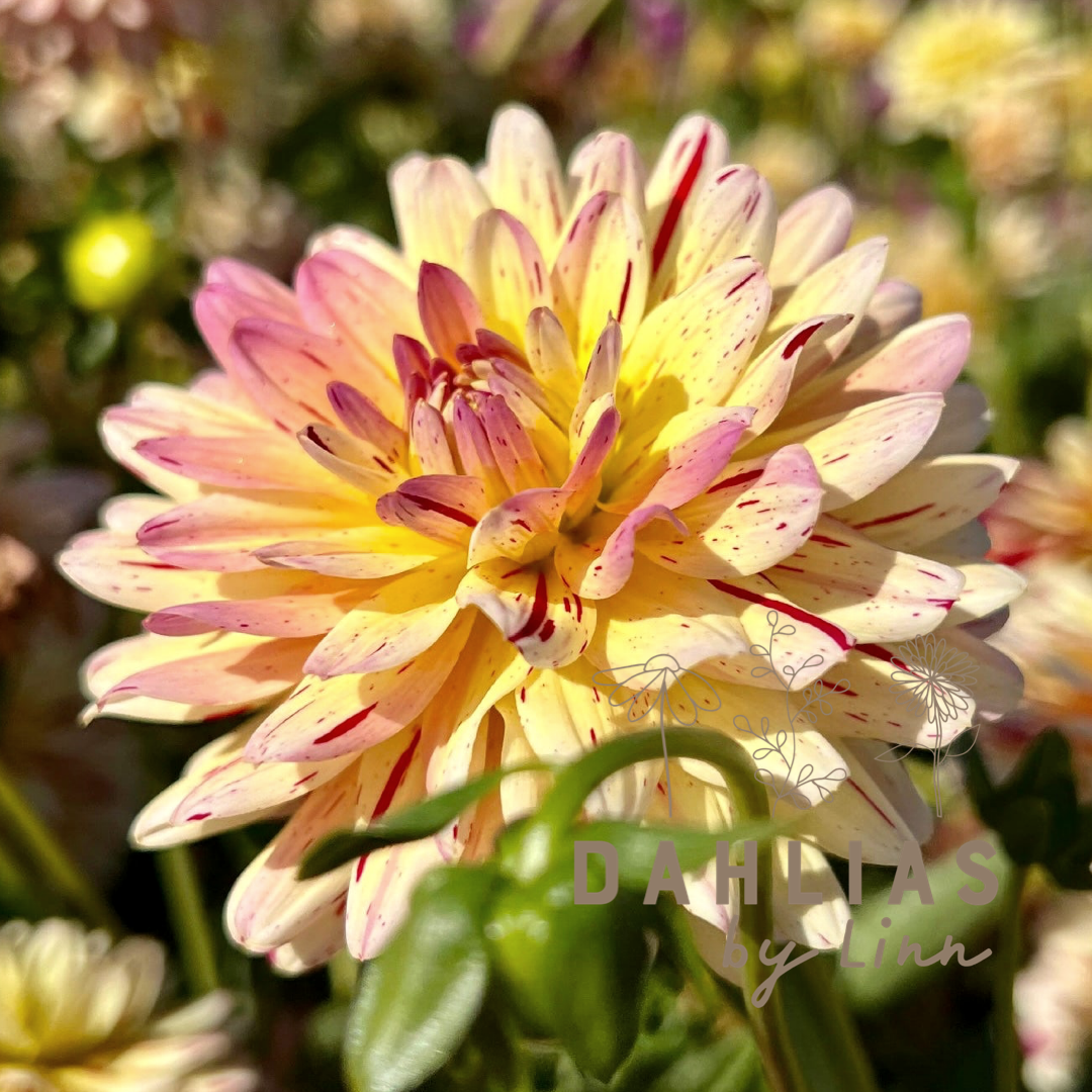 Dahlia Creme Silence