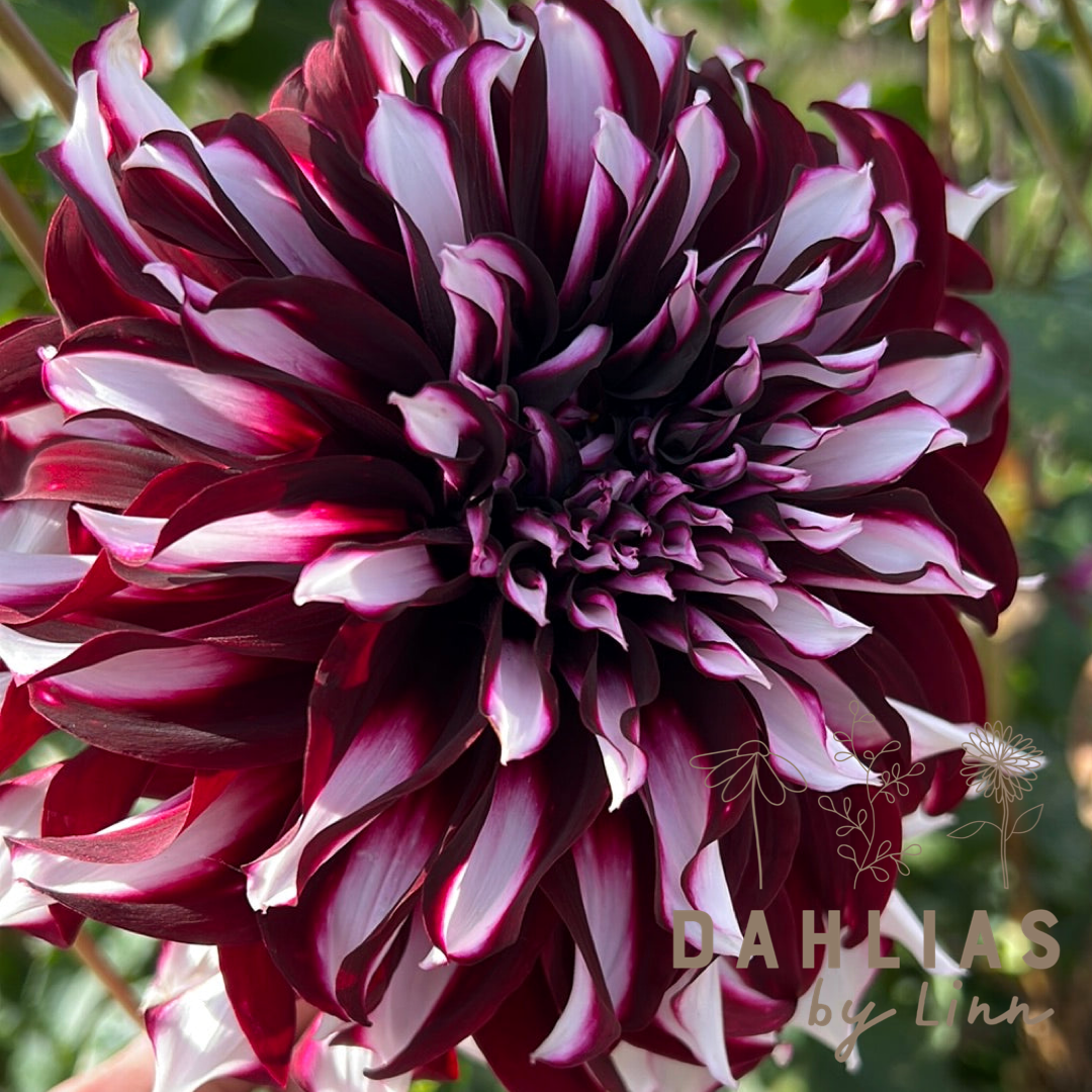 Dahlia Tartan