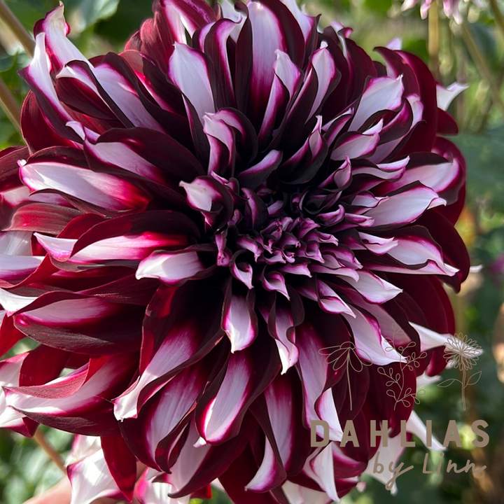 Dahlia Tartan